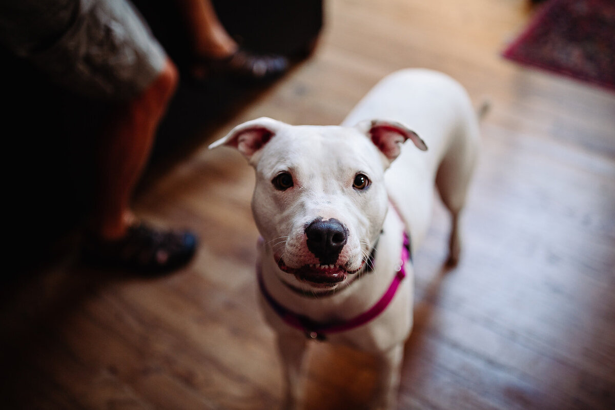 Dog getting ready to walk down the  aisle on wedding day.