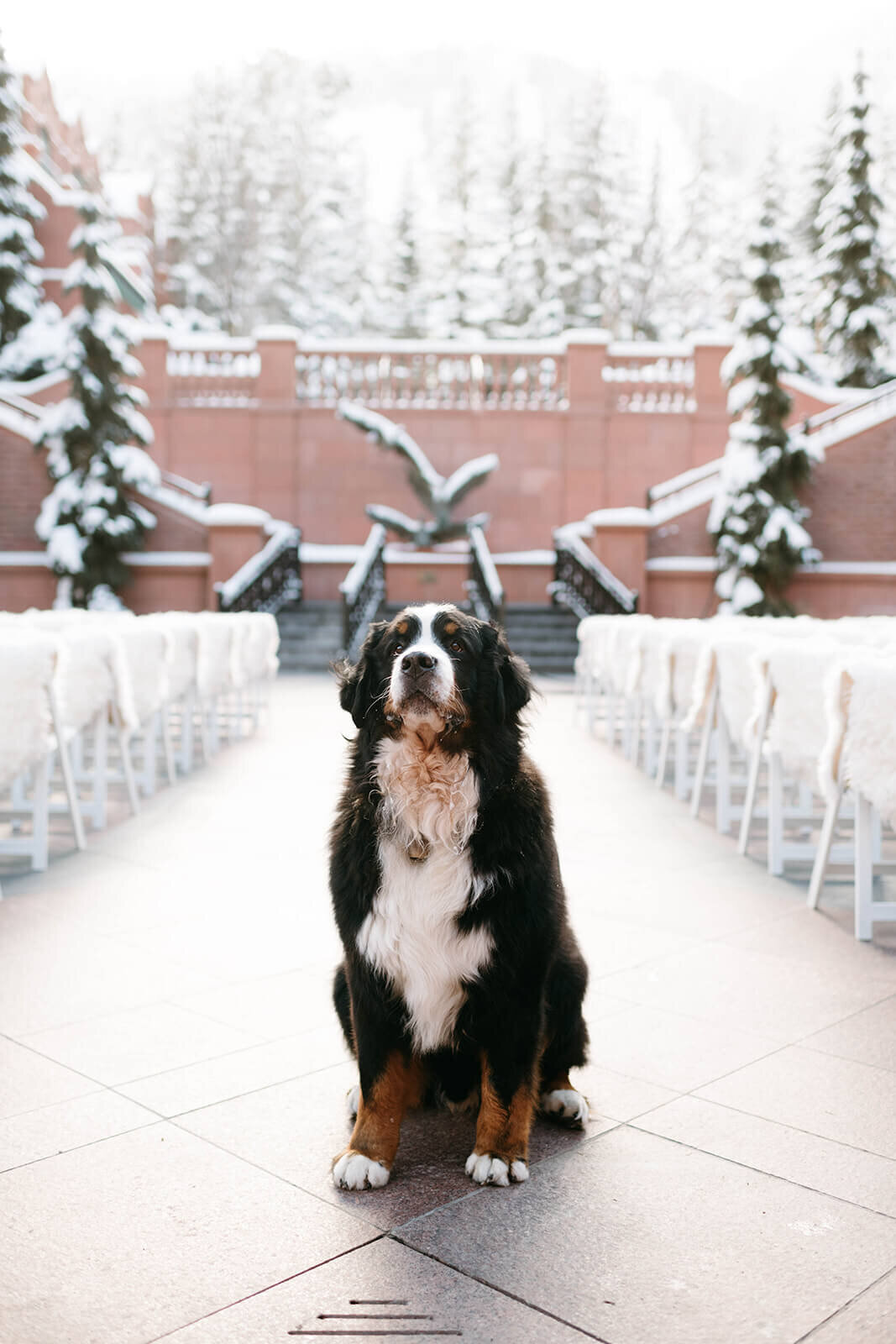 Bernese Mountain Dog sitting patiently in the middle of the wedding ceremony aisle at the St. Regis.