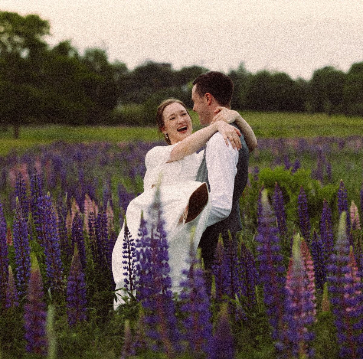 Viewing Lupines in Maine