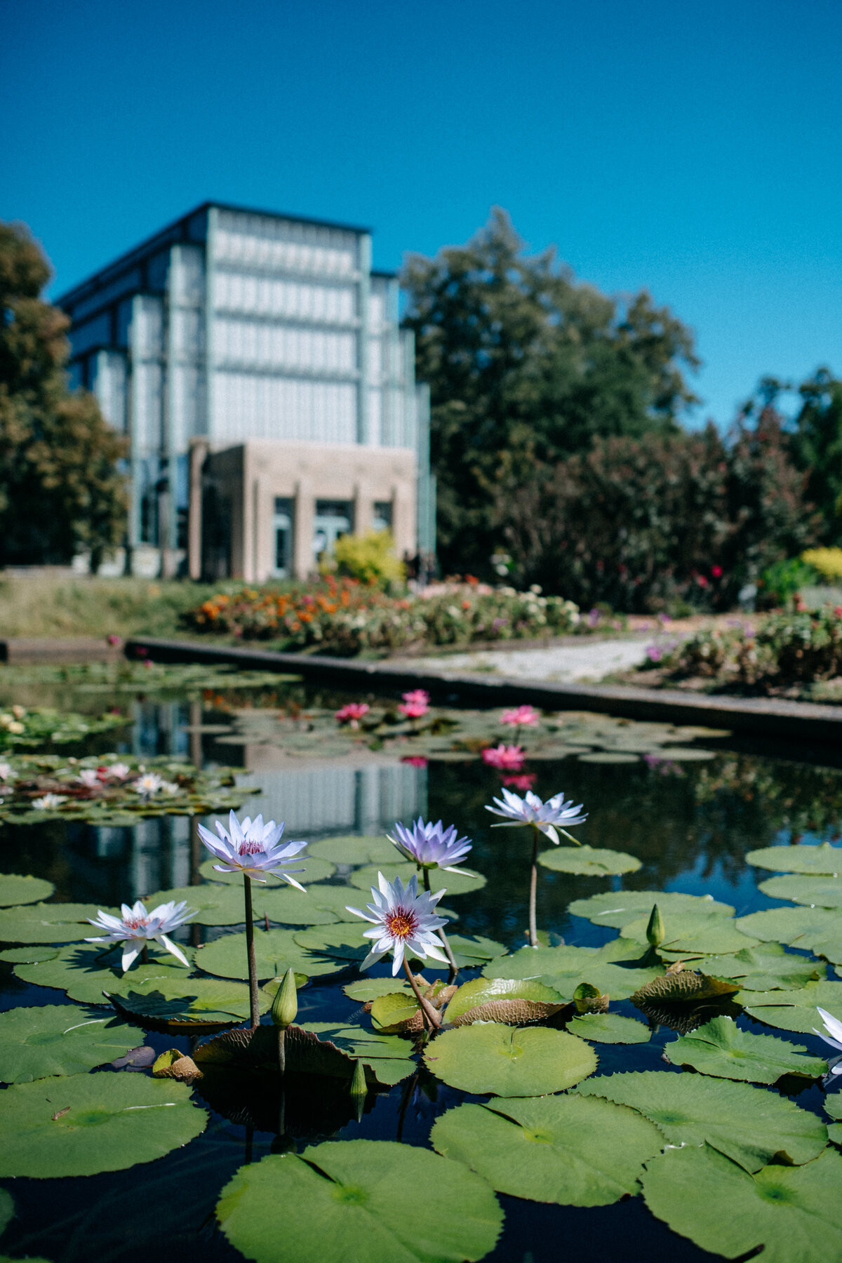 flowers-on-lilly-pads
