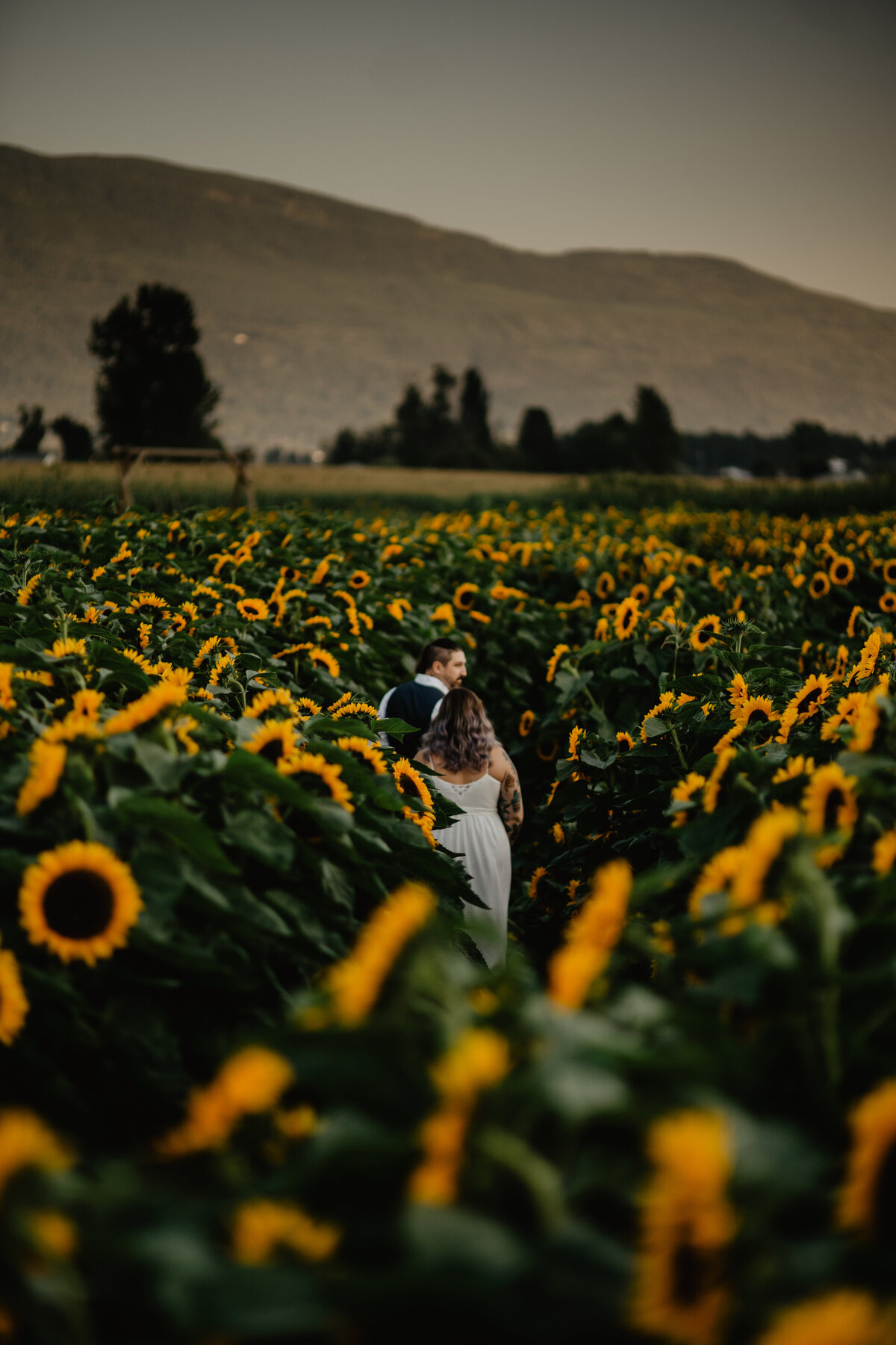 Chillicwack Sunflower Golden Hour Engagement Session161