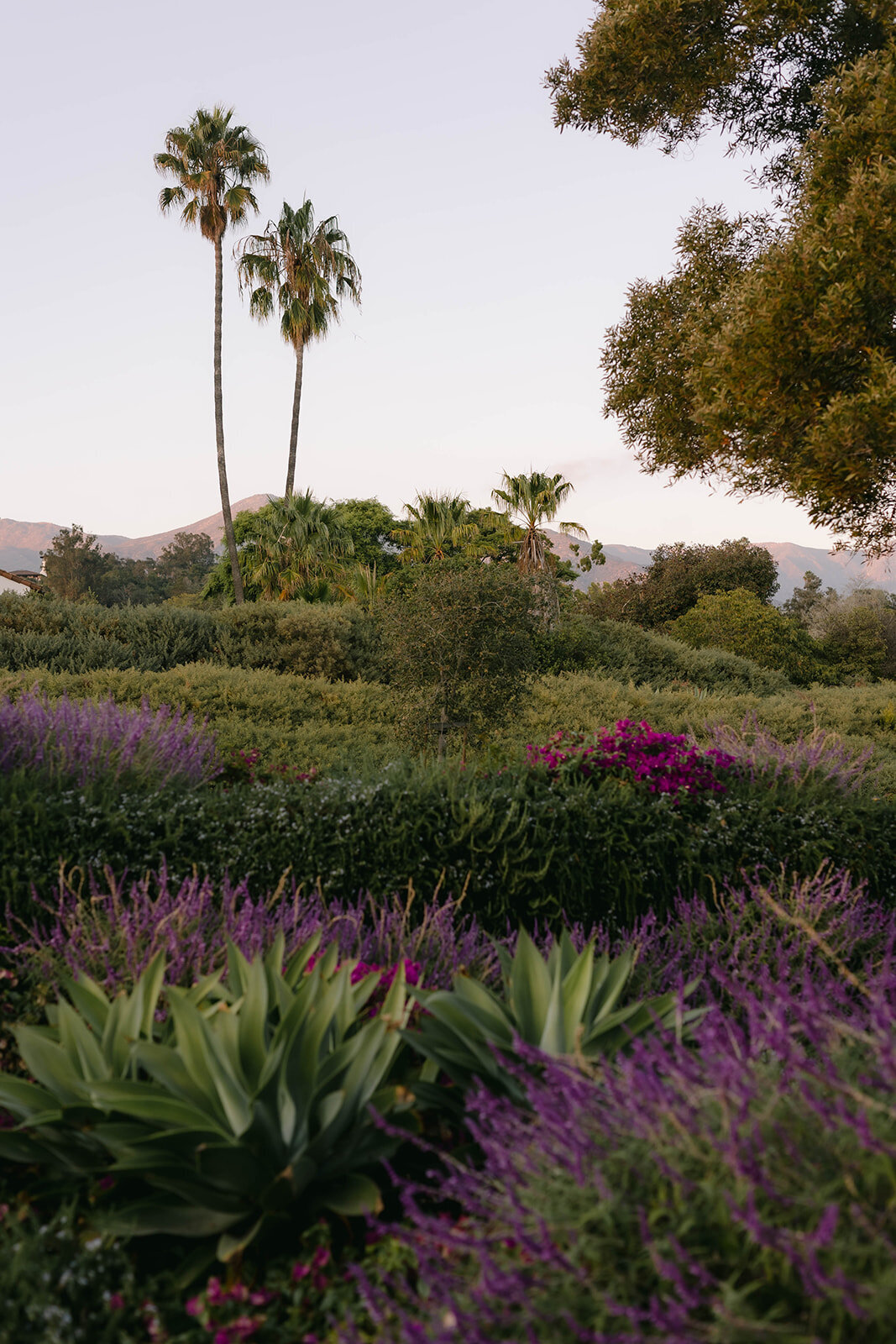 117_Lauren_Kyle_Montecito Club_Santa Barbara_Wedding_Alison Rose Events_Wedding Planner