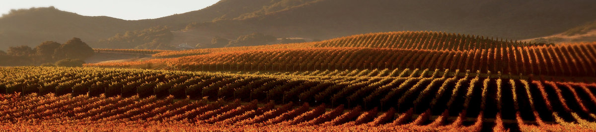 Santa Ynez Vineyards