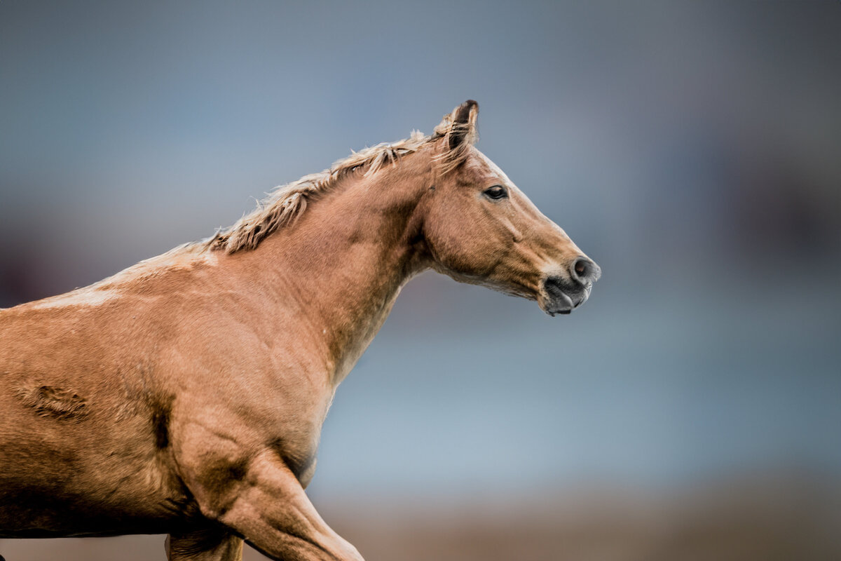 Equestrian Wall Portraits-30