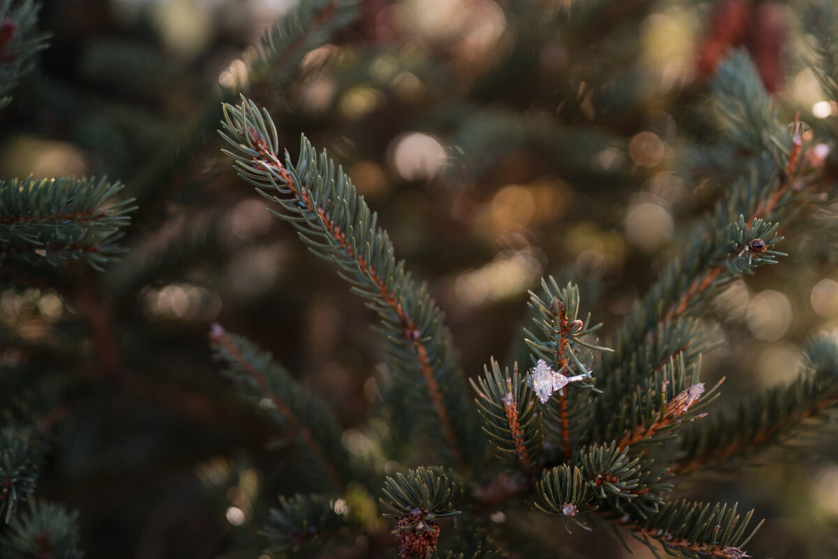 engagement-46