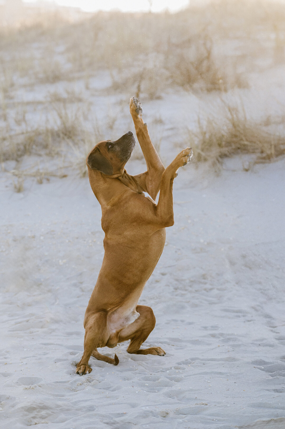 rhodesian-ridgeback-beach-photos