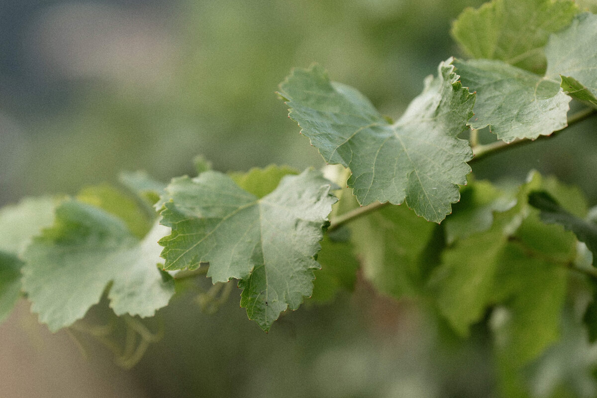 Central-Oregon-Vineyard-Wedding-26