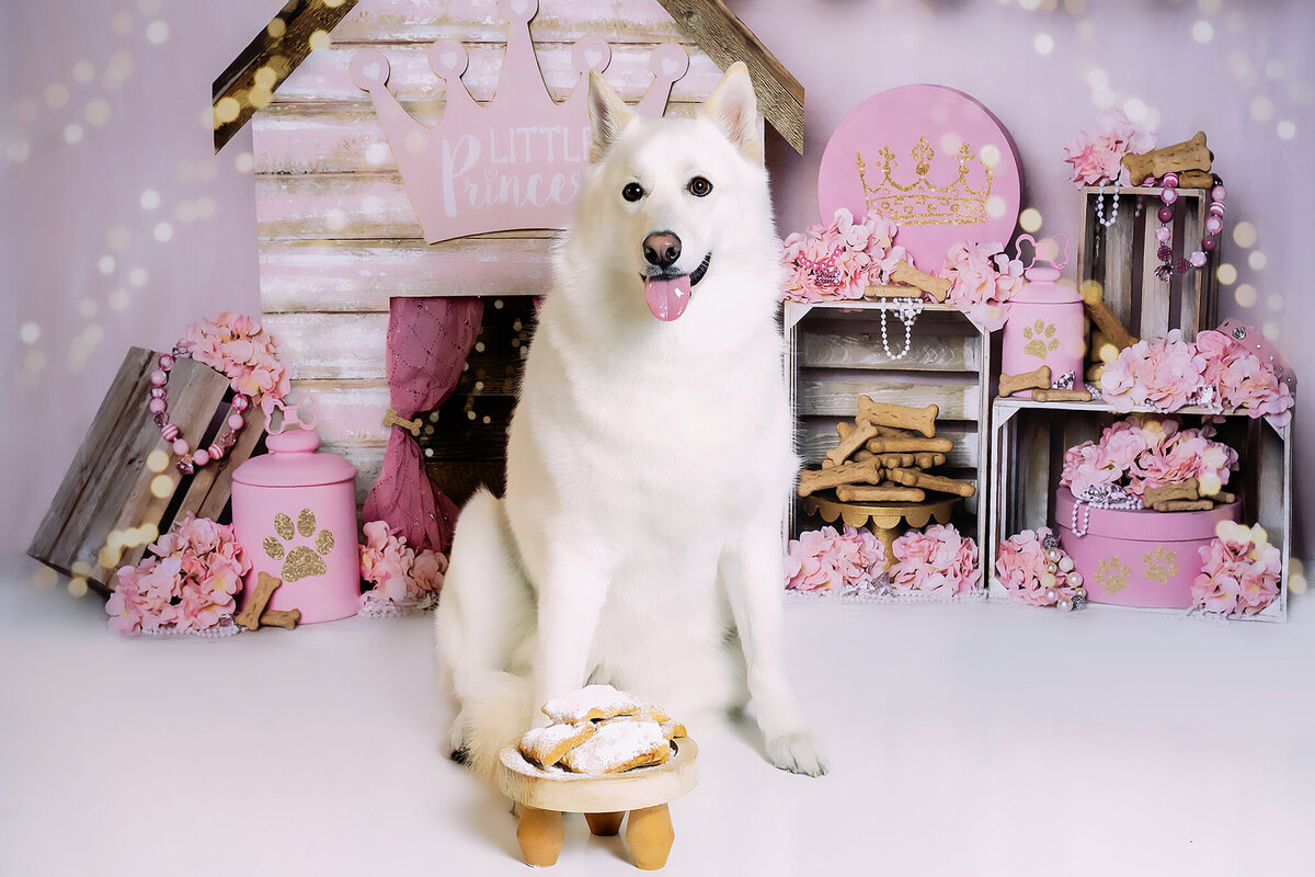 New Orleans Pet Photographer 53