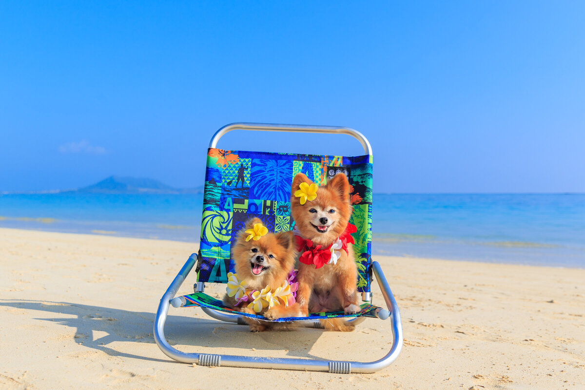 Hawaii Senior Dog Photography-14