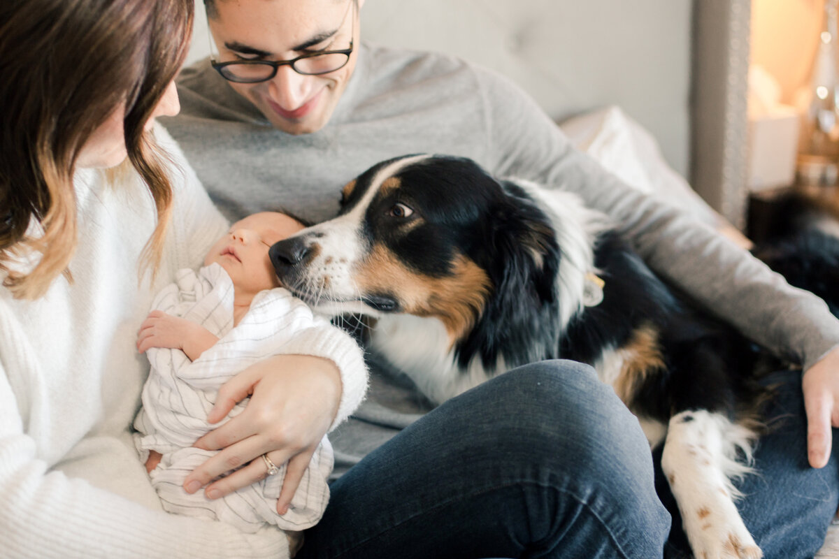 dog sniffs newborn baby on head for lifestyle newborn photography
