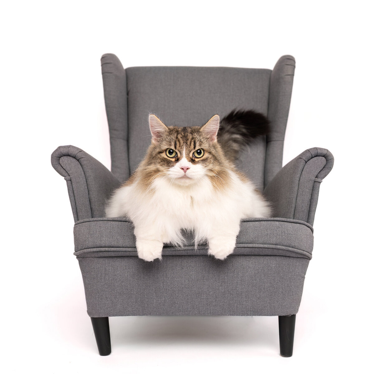 white cat on a gray chair