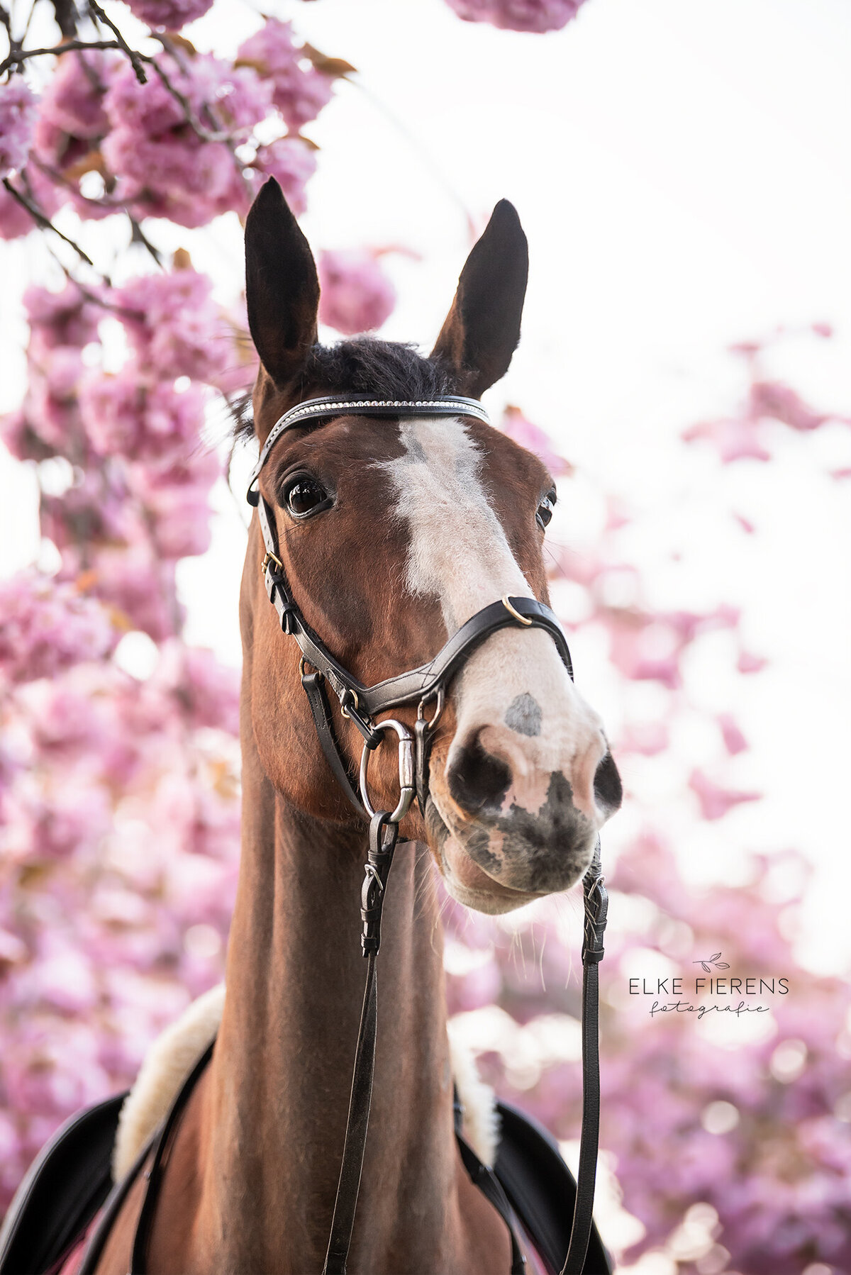 paardenfotograaf - bloesemfoto's - portretfoto paard