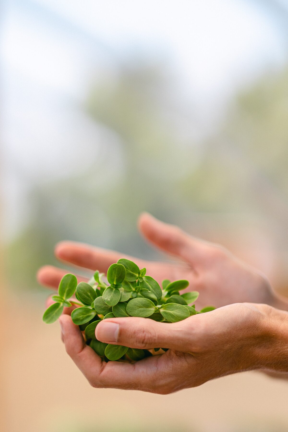 Channel-Islands-Micro-Greens-Local-Farmers-Markets-0062