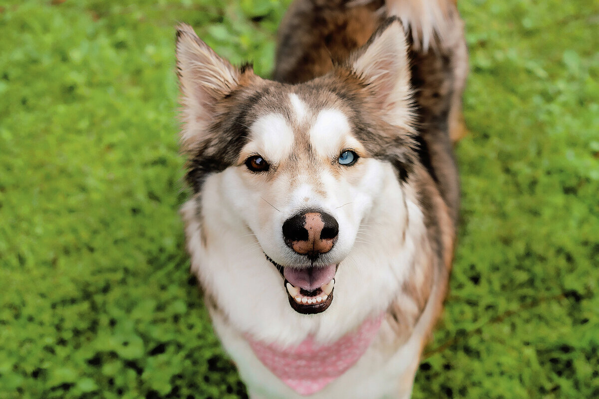 New Orleans Pet Photographer 5