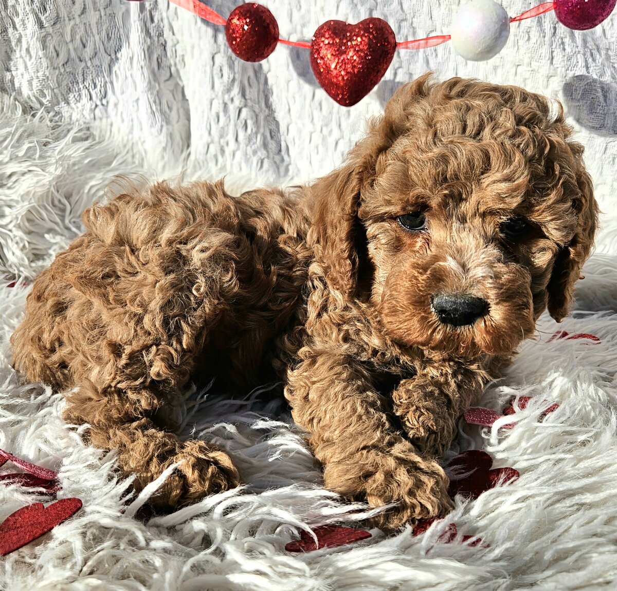 Valentino Male1