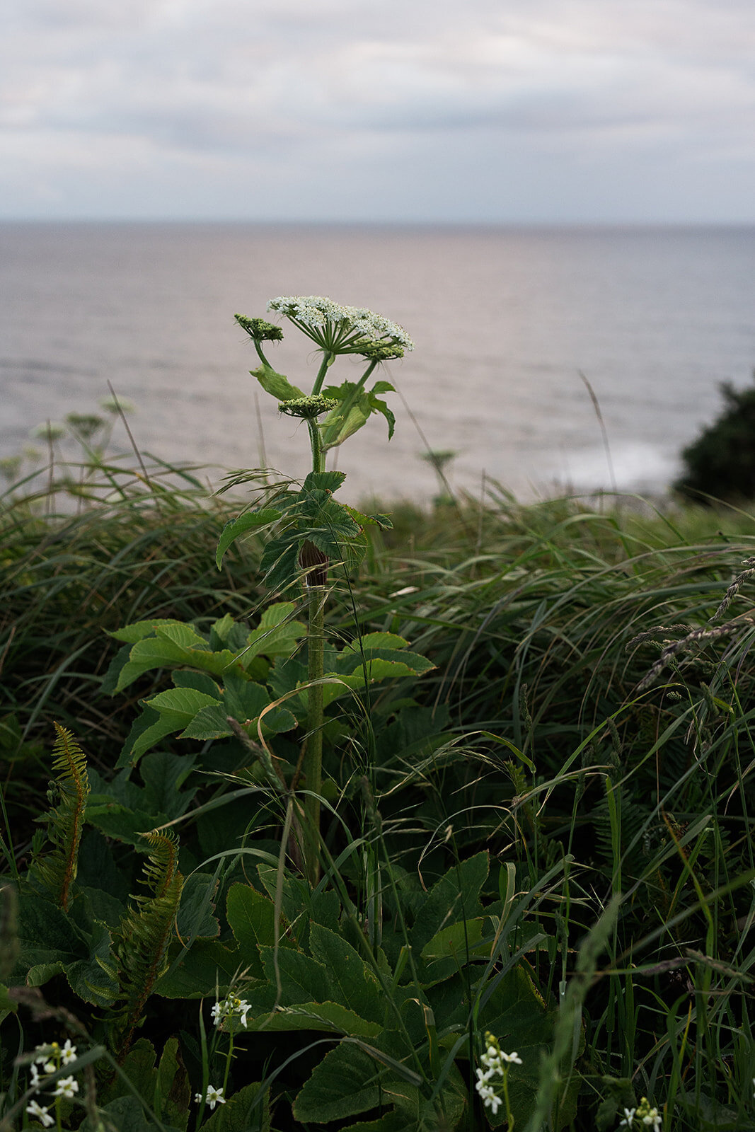 Final_Seaview Washington Elopement - Tara Nichole Photo - 2024 - Lauren and Jarrod-205