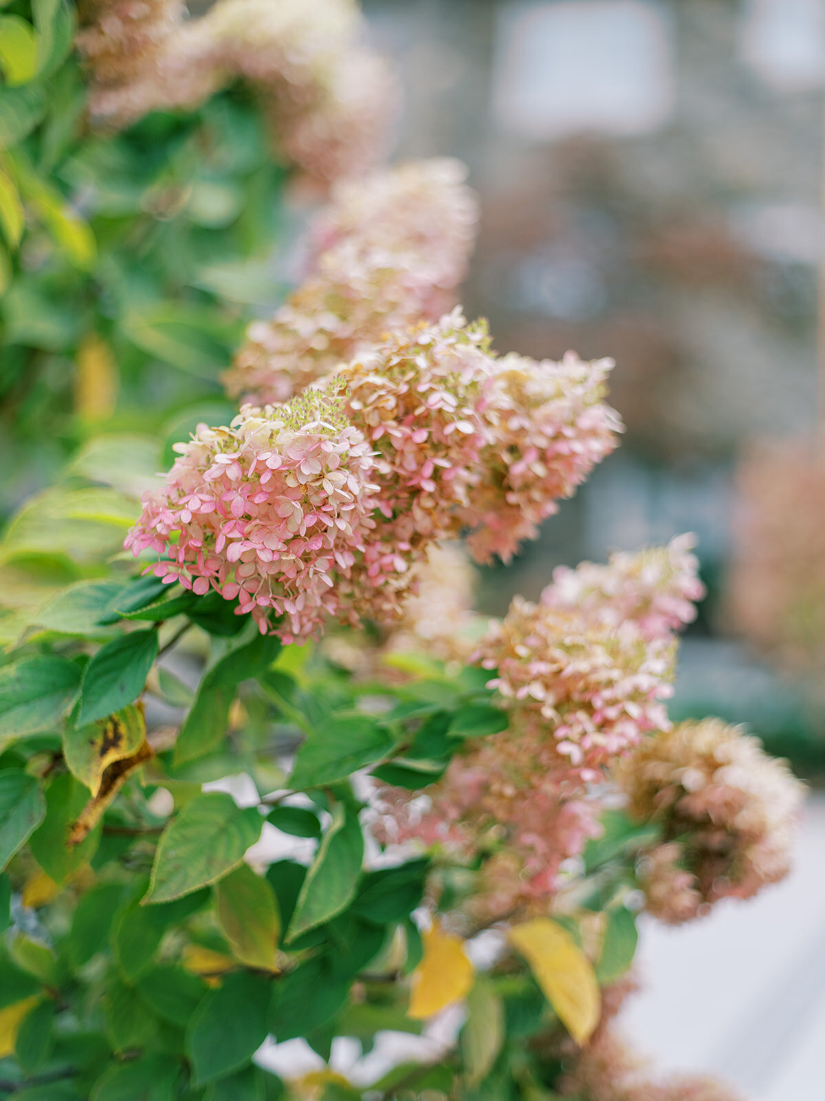 Close-up of blush hydrangeas blooming outside the Waynesville Inn wedding venue in Western North Carolina.