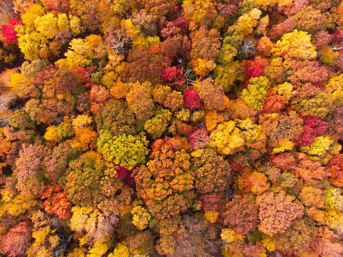 DJI_0937