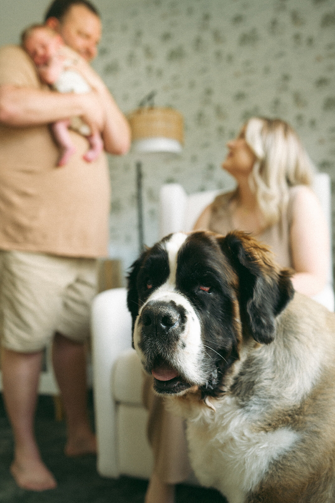 Saint Bernard dog staring at the camera while sitting in the baby’s nursery during a newborn photo session
