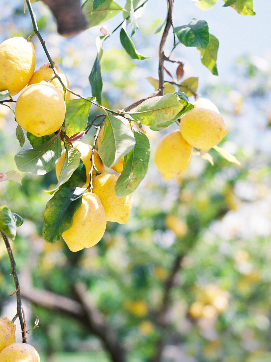 Capri Lemons