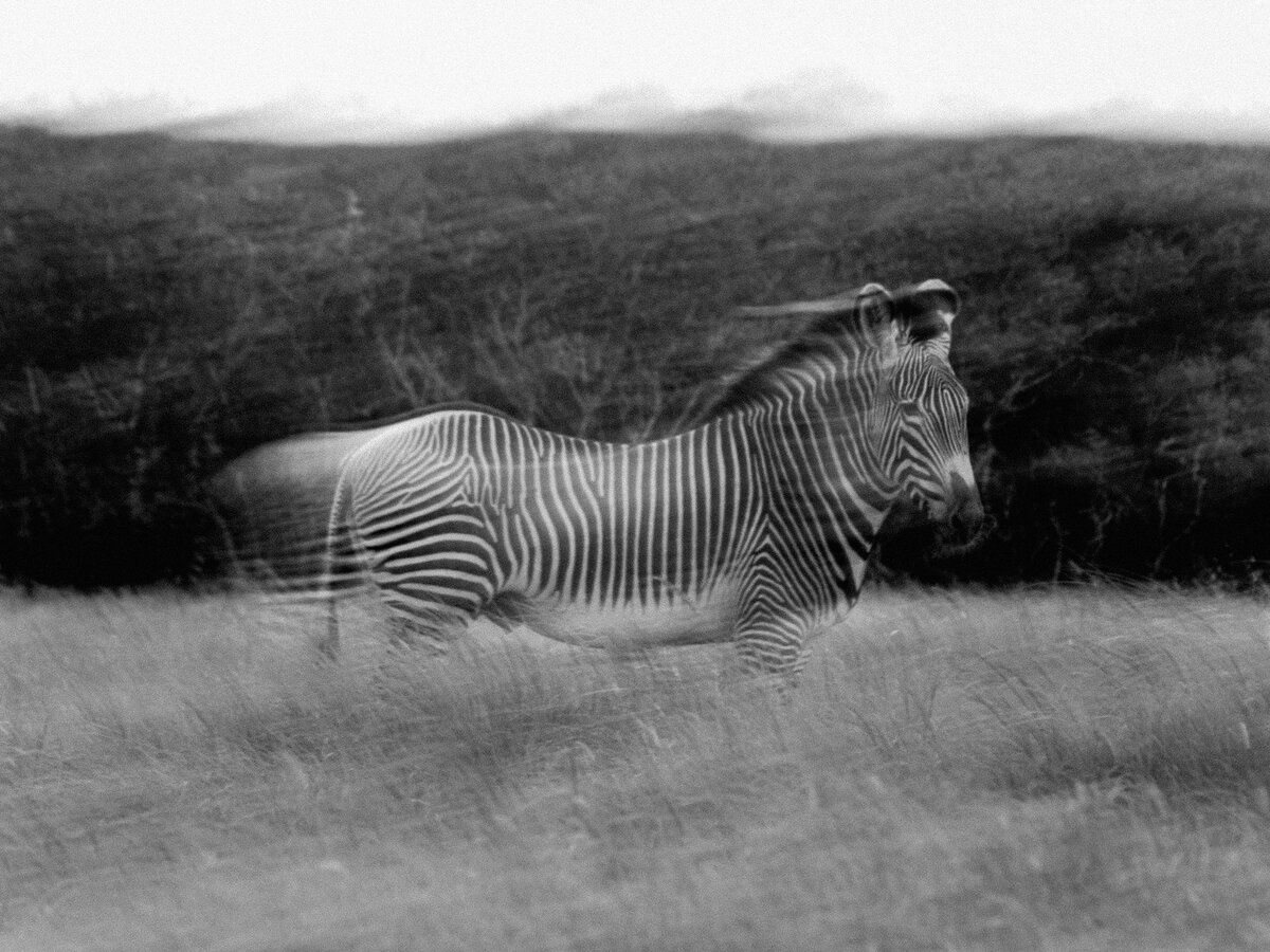 Morgan-Brooks-Photography-Zebra-1434-2