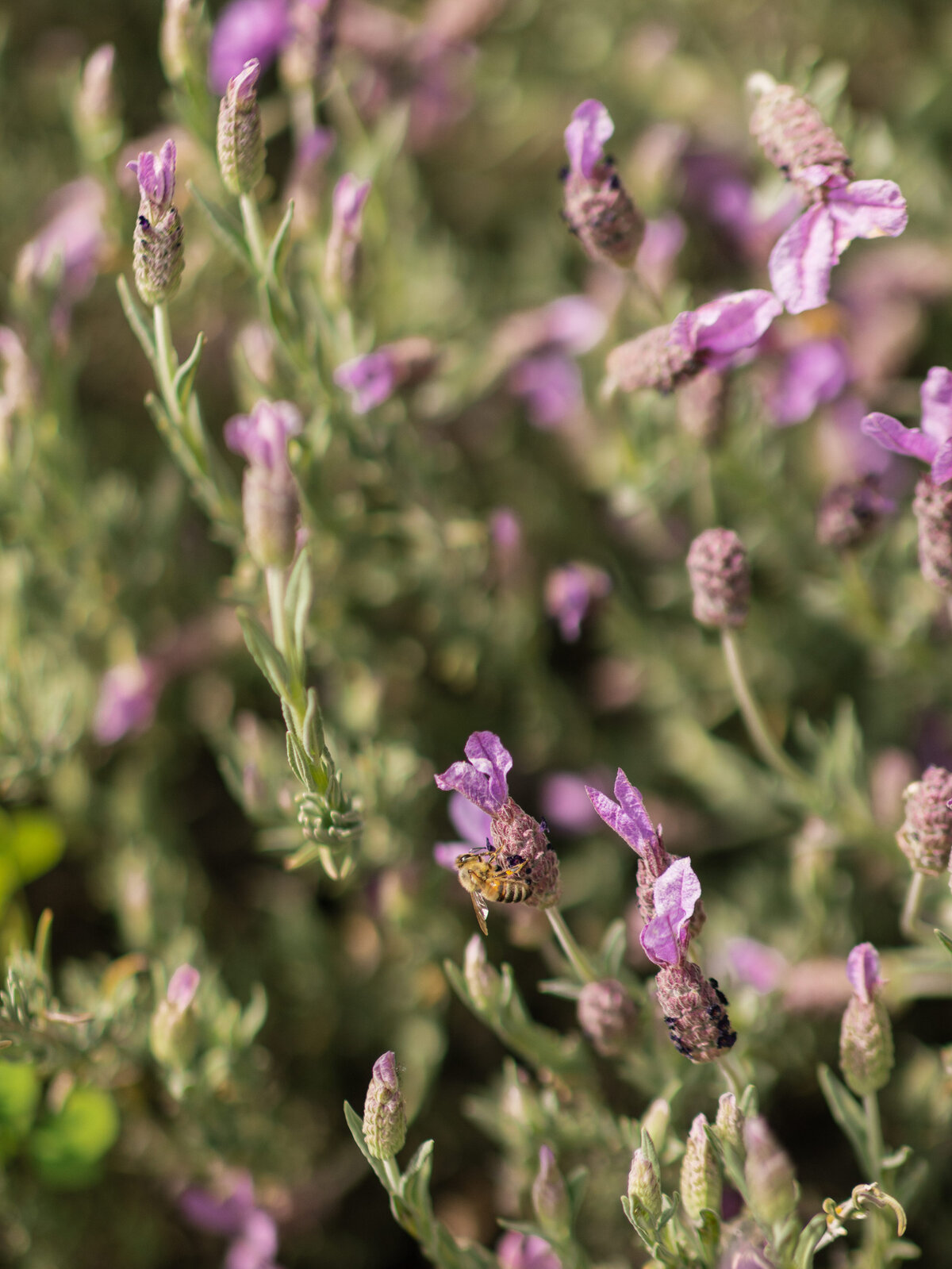 CAITLIN+CALVIN-LI-430