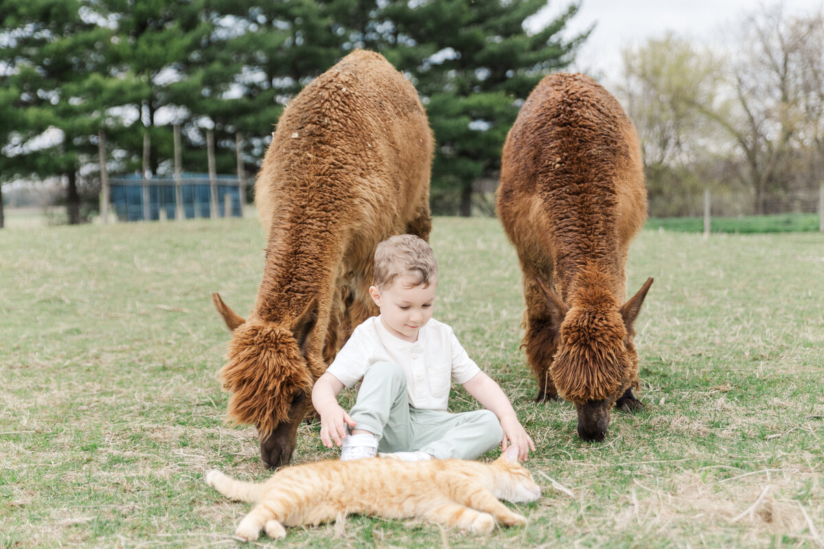 Alpacas-27