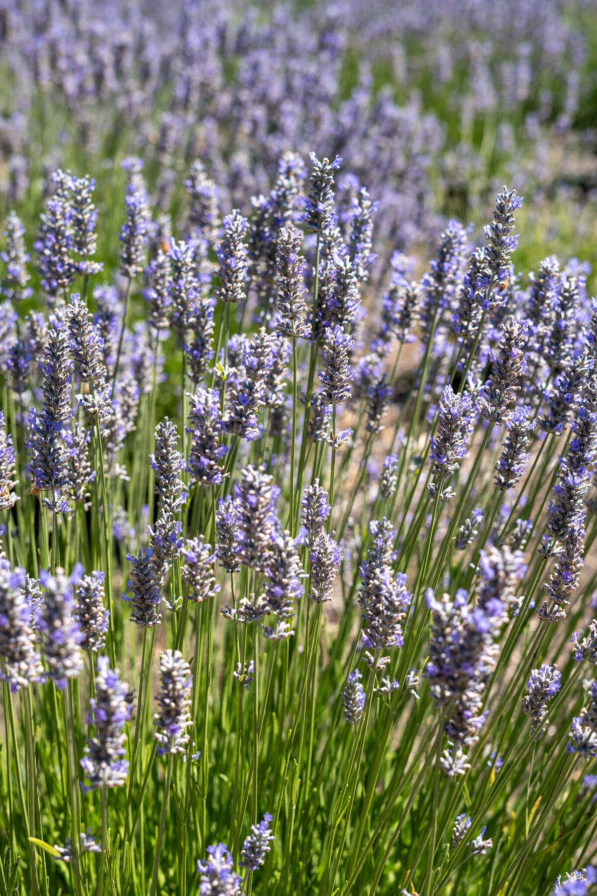 sonoma-1