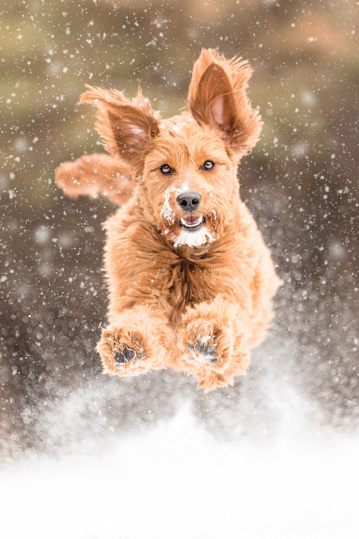 golden doodle running in the snow