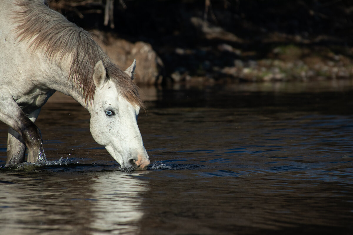 salt_river_horse_3402_C1