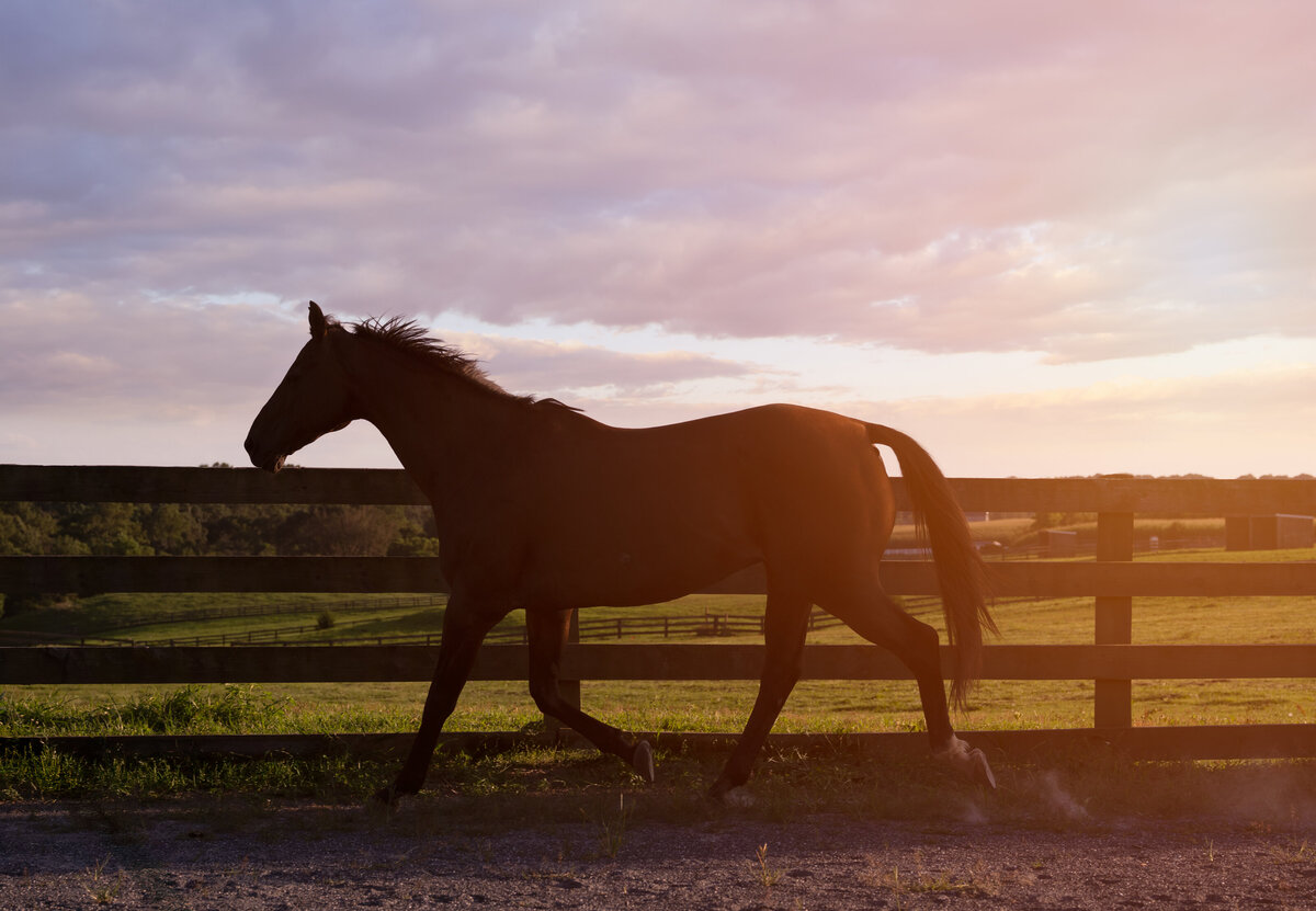 Revelaire Maryland Fine Art Pet Photography Horse 3