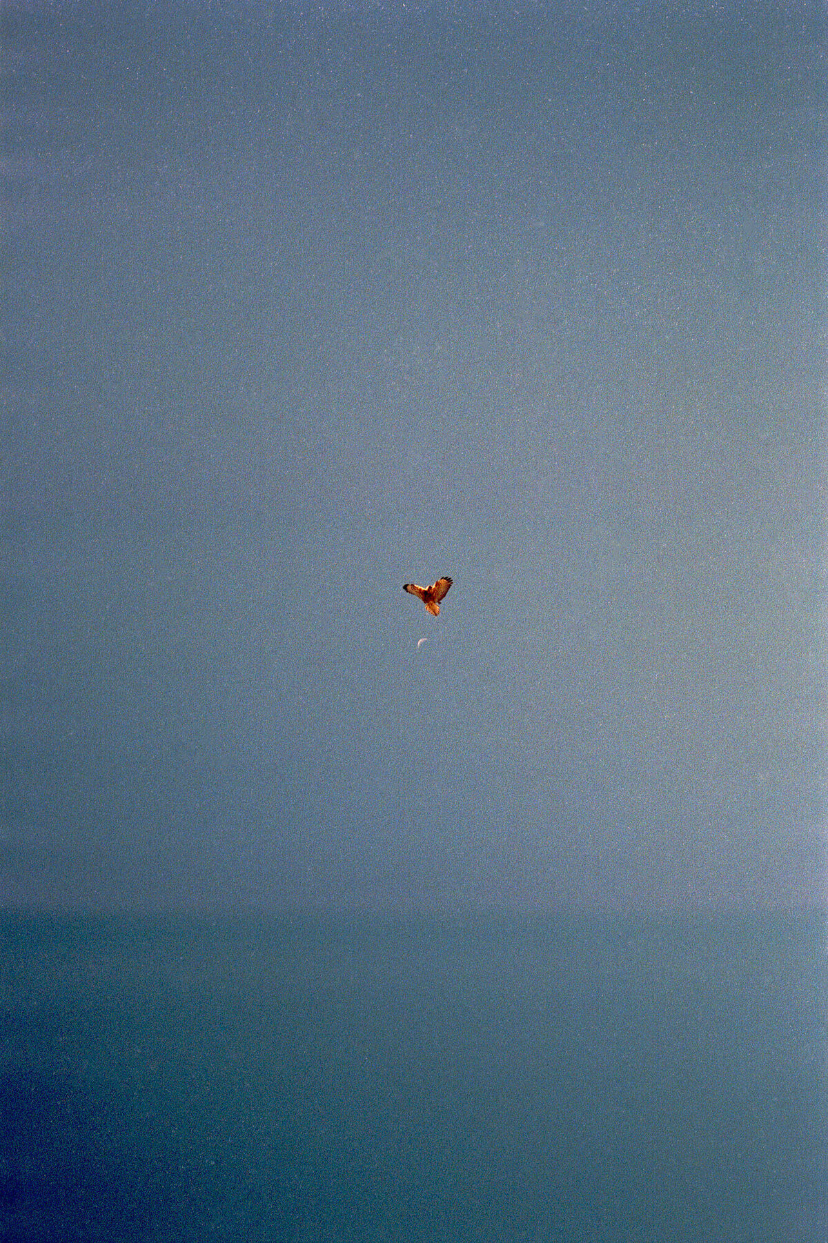 Bird_Canyon