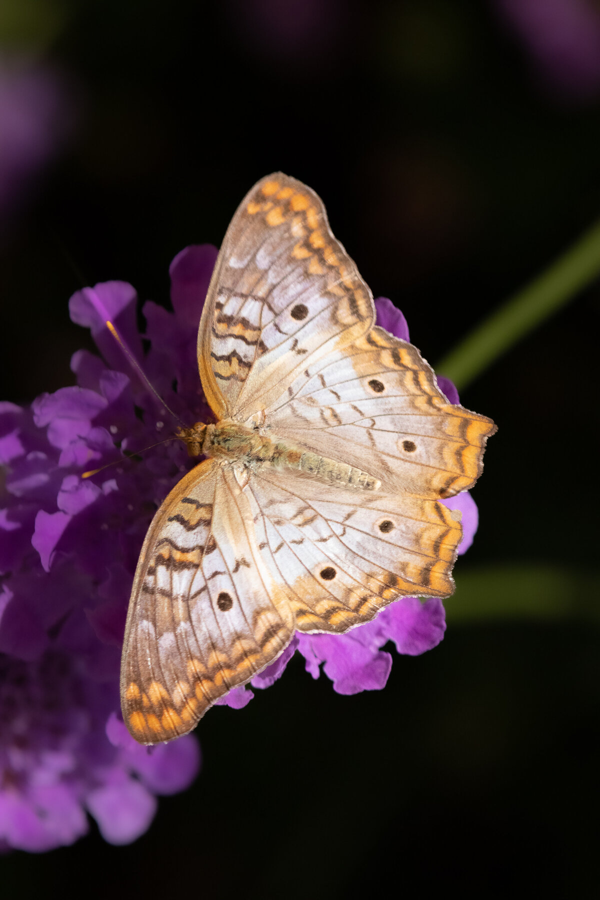 butterfly_2020