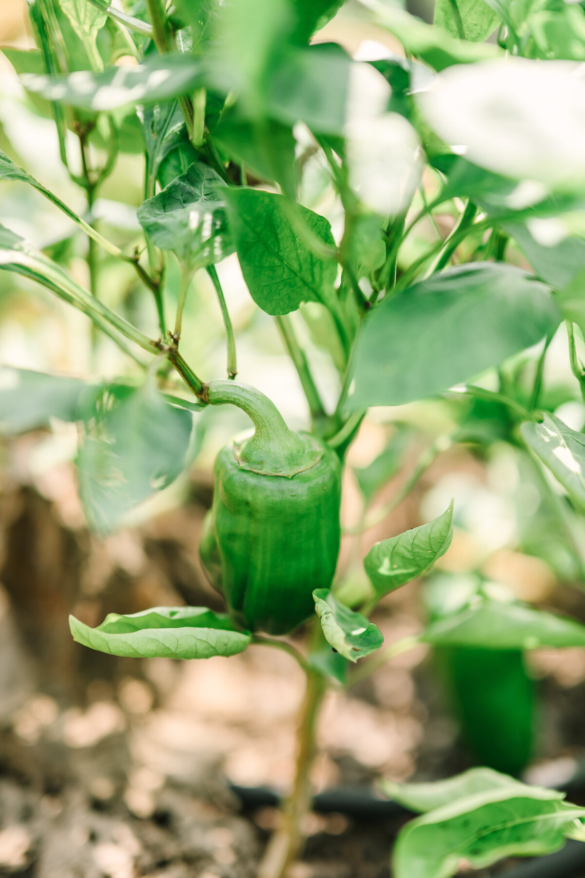 image of poblano peppers growing in the sunlight of the Willowbrook wedding venue organic garden