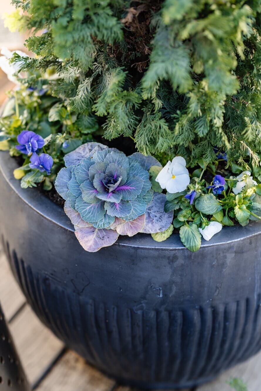 fall-seasonal-color-planting-standard