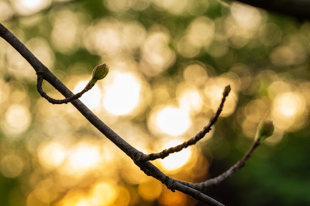 macro-sunrise-treebud-1234