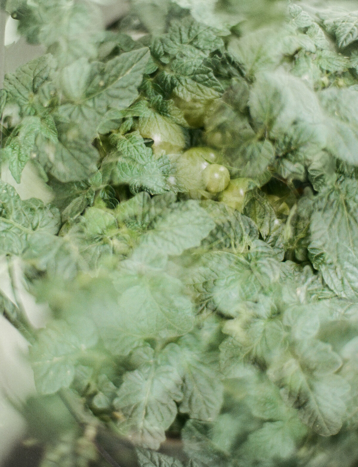 film double exposure of green tomato plant, green new tomatoes, scent photography for Detroit Rose Smoked Tomato candle