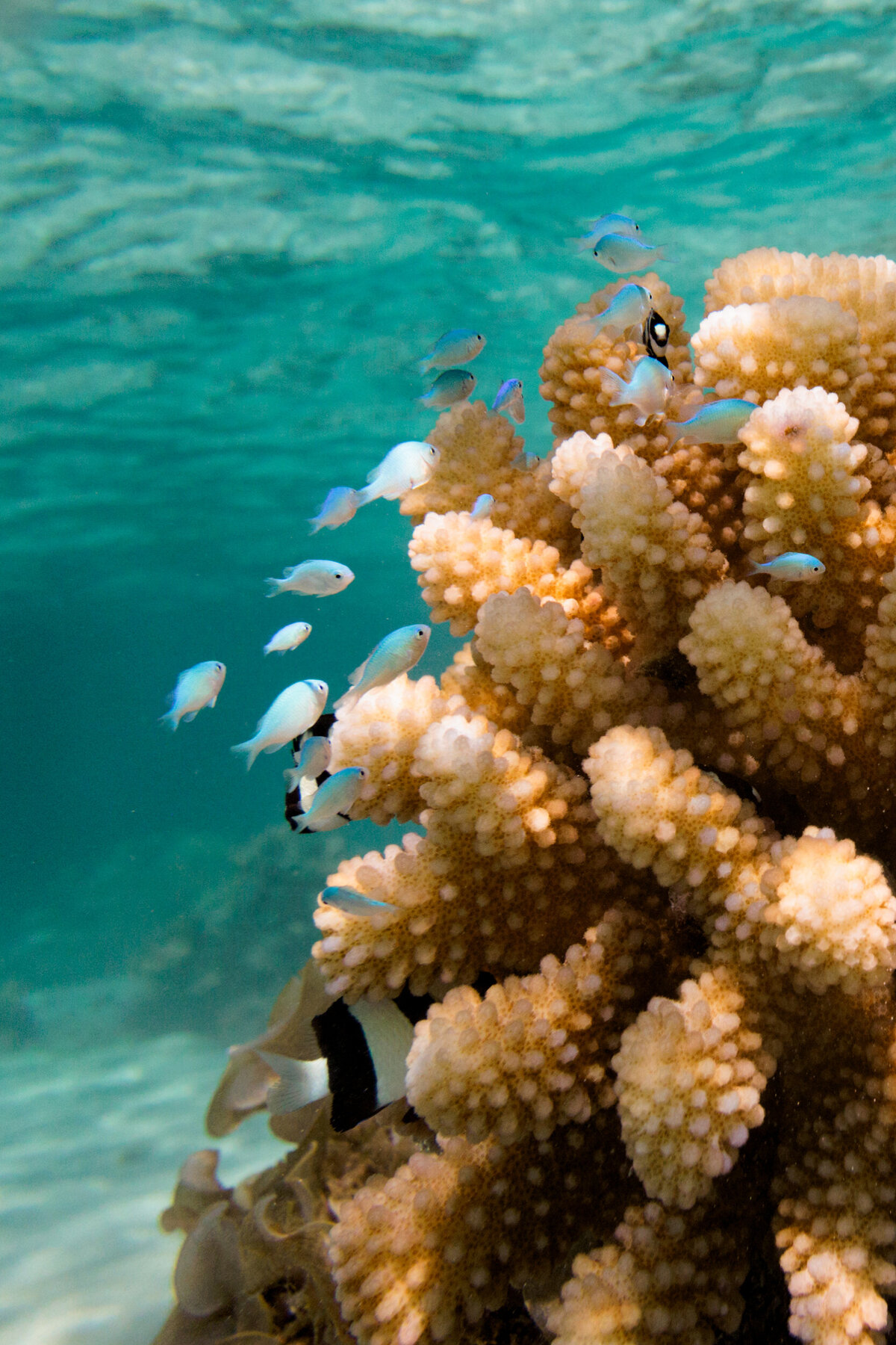 underwater-fish-with-coral-tahiti