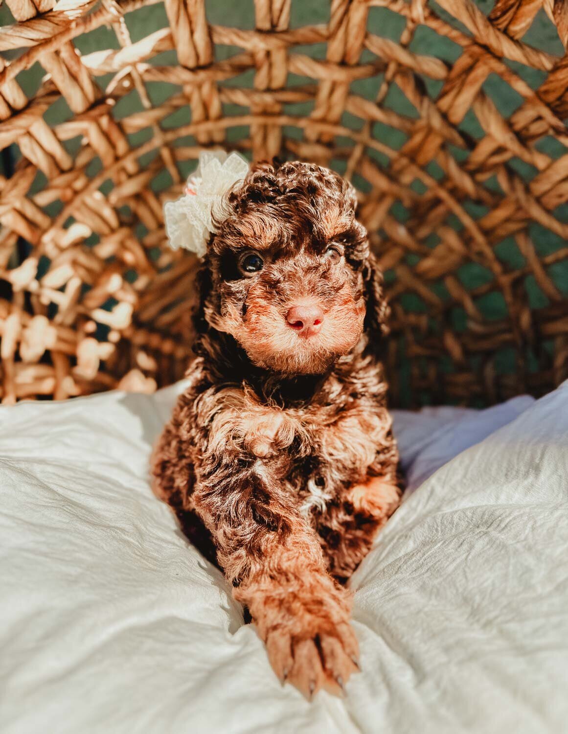 Le Fleur Poodle Puppies -134