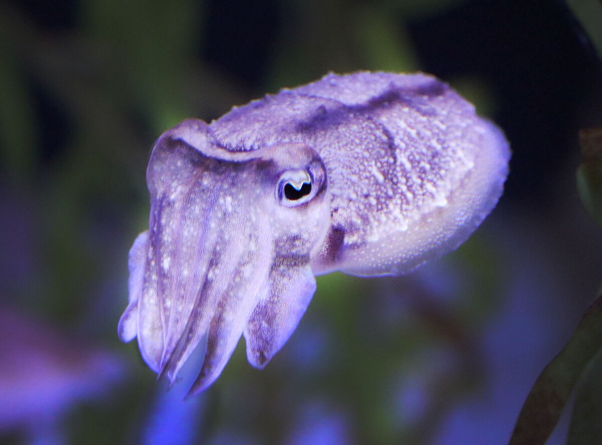Cuttlefish-765abcec-2500