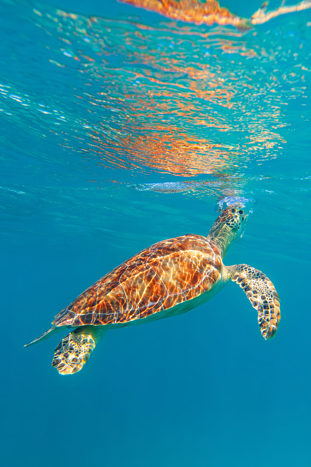 Green Sea Turtle by Michael Kaal Photography 