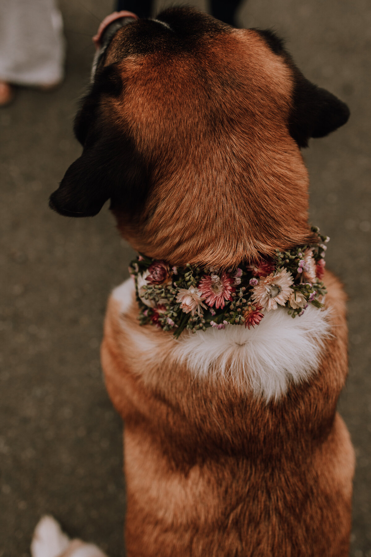 BKC4U FLORAL COLLAR FOR FLOWER PUPPY