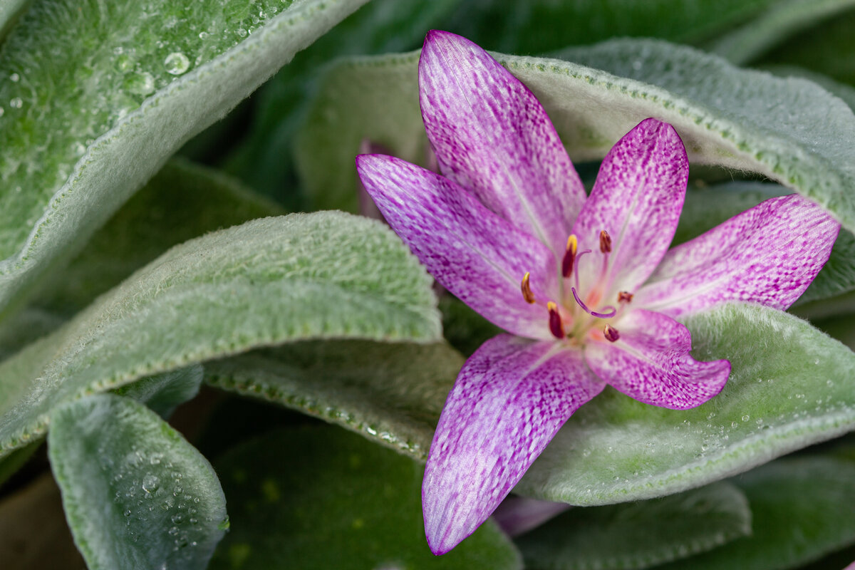 flower_pink_1155_C1