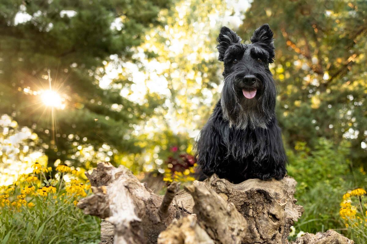 GnarlyStump