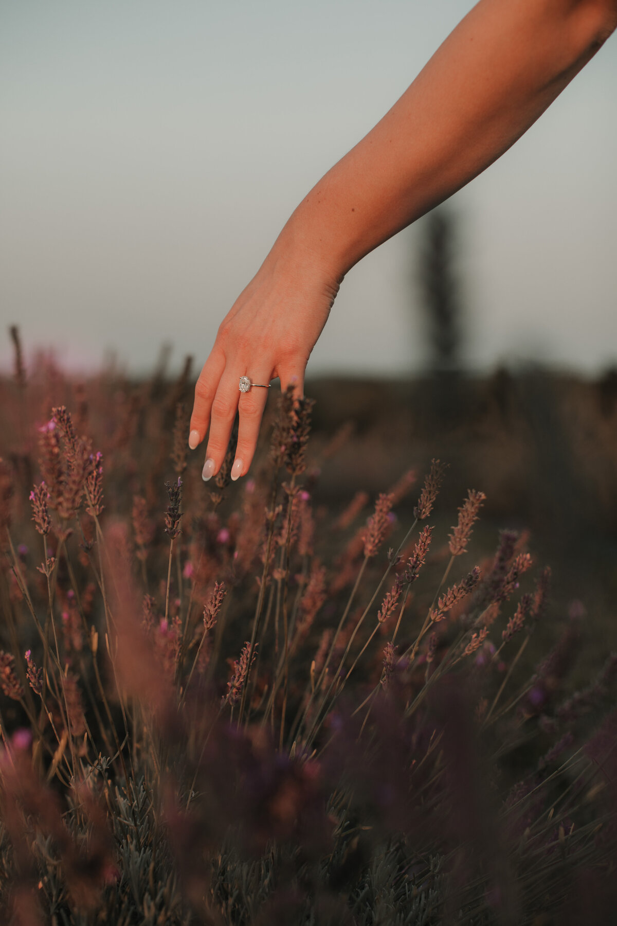 zoe&andrewproposal-148