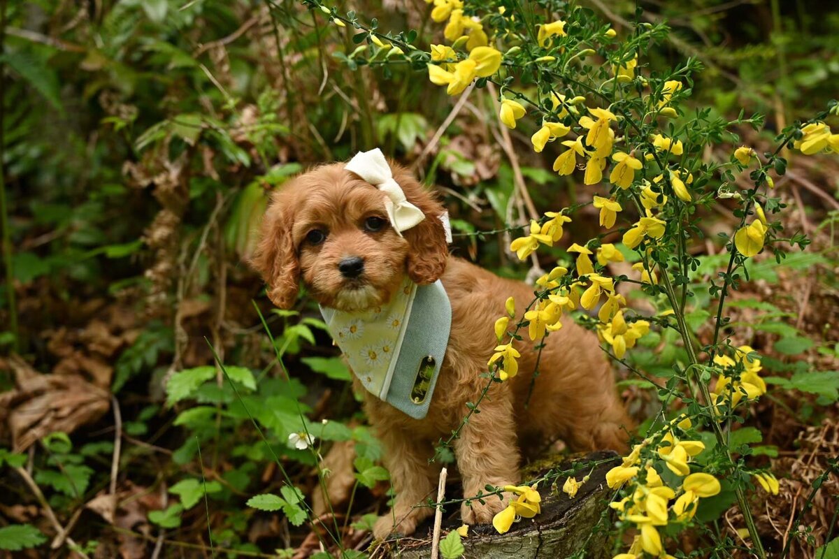 Heavenly Puppies to Love Cavapoo, Cockapoo, and Maltipoo Puppies Photo May 18 2025, 3 57 37 PM262