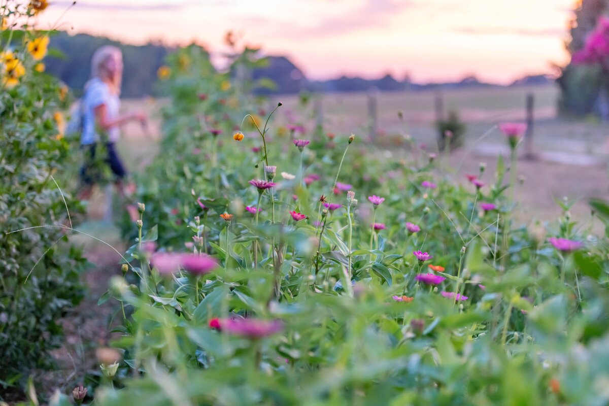 Cedar Hill Flower Farm web