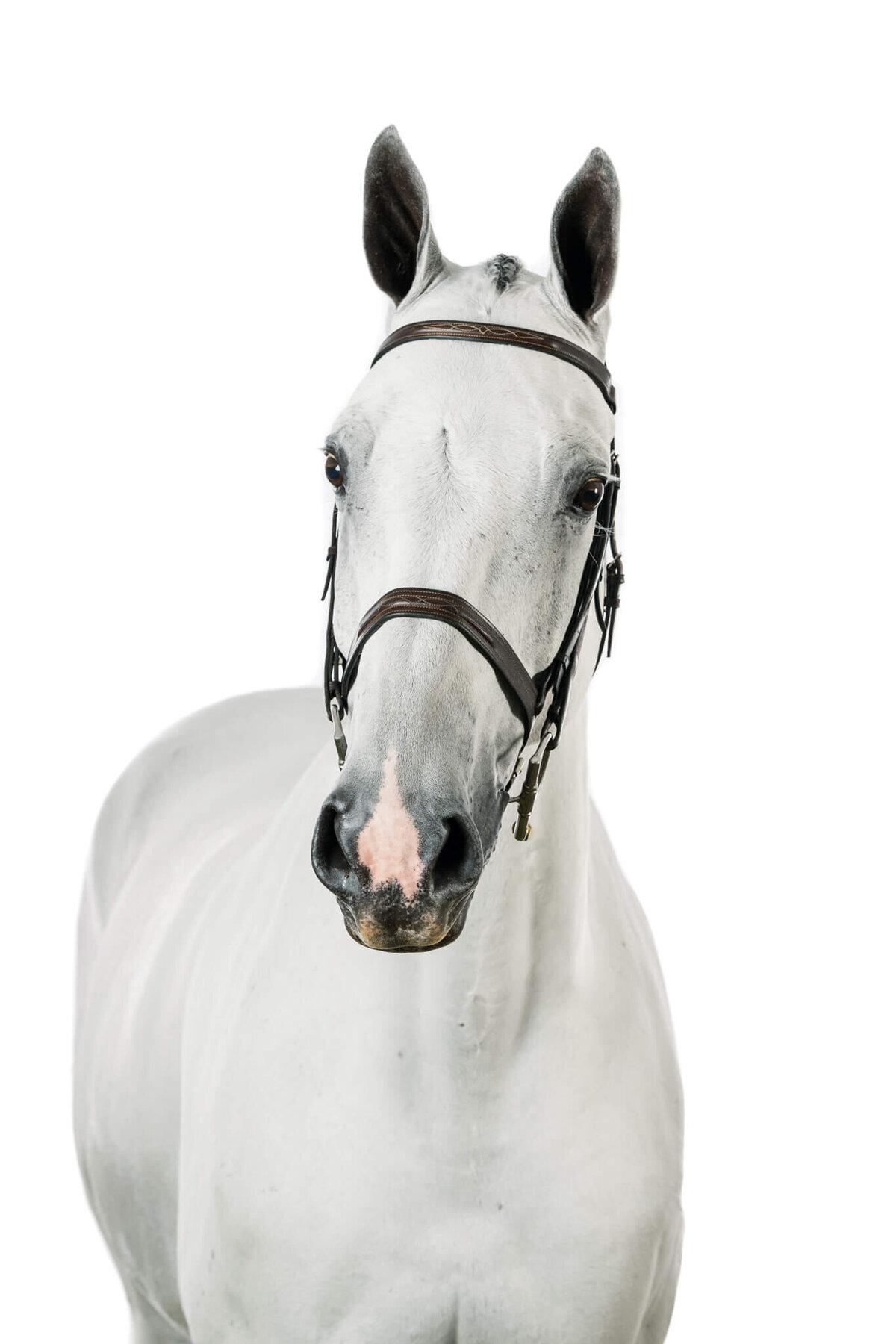 equine-white-background-pictures2024-10-04 at 10.06.57 PM 3