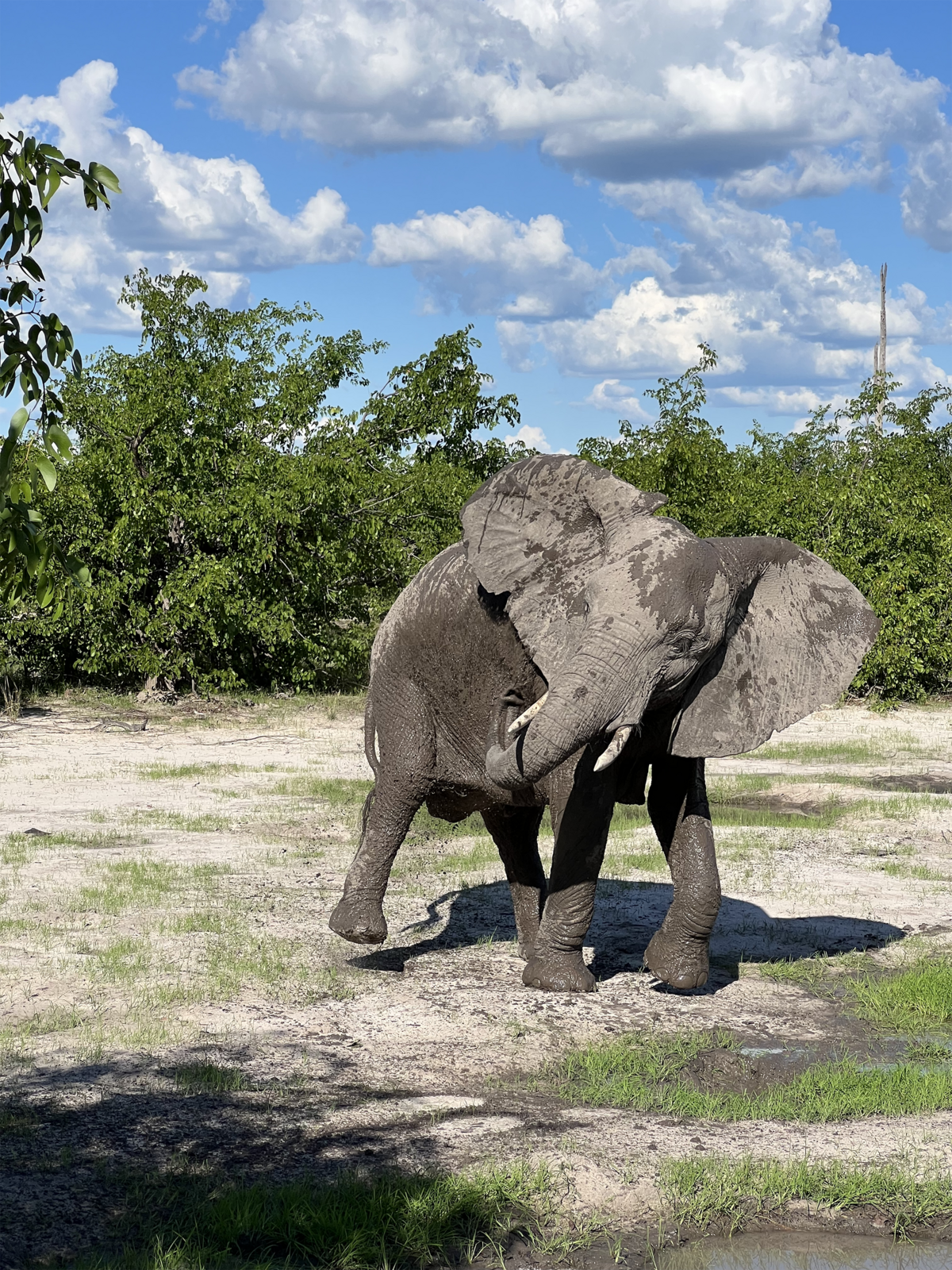 Michelle Norwood Living - Luxury Travel Inspiration - Botswana - IMG_2746