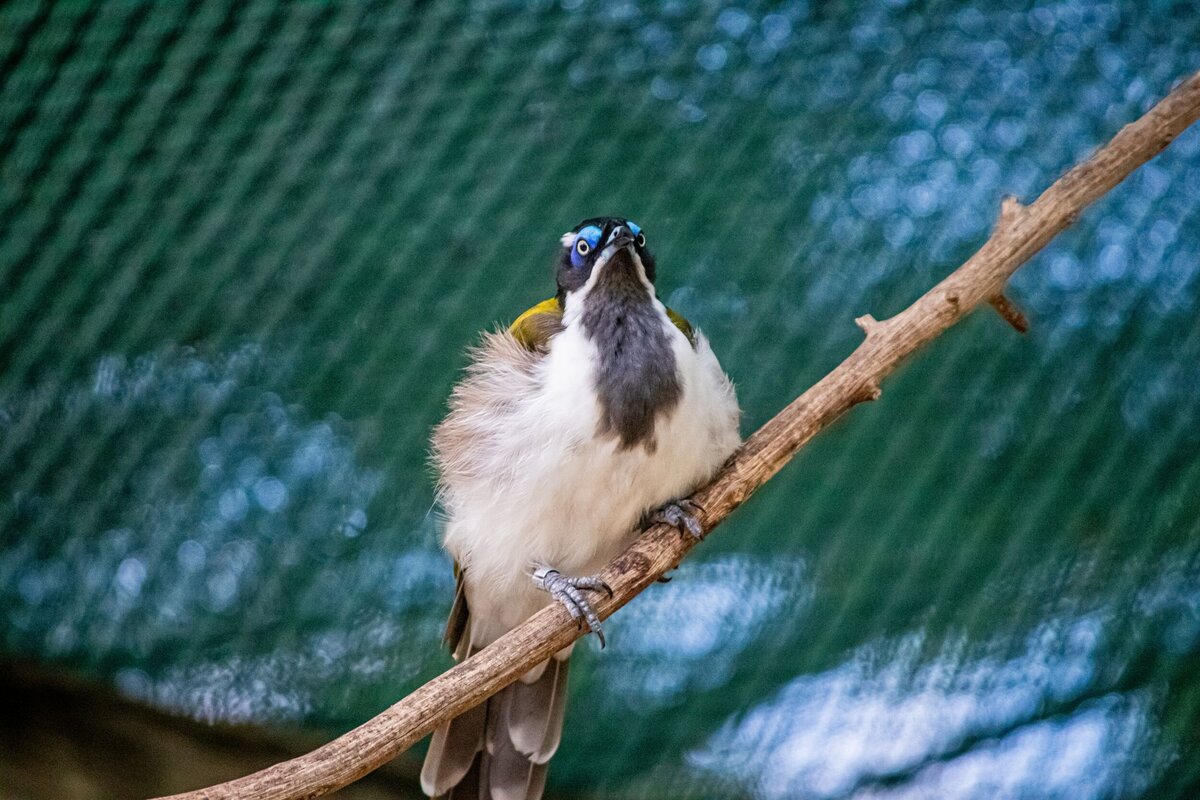 blue-eyes-bird-cede64a6-2500